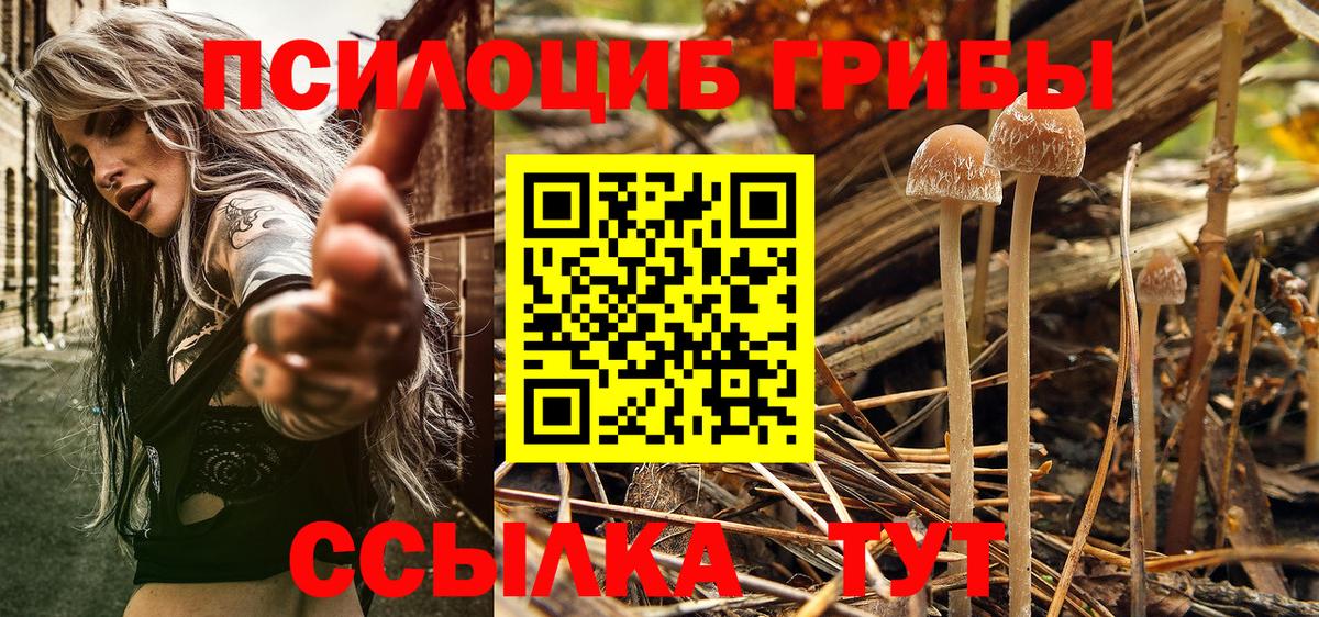 Псилоцибиновые грибы Cubensis  Вход с VPN  Белгород 